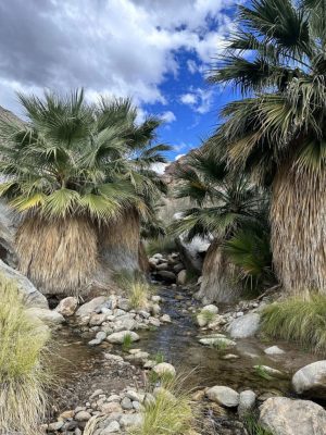 Washingtonia filifera mag - 10 db/csomag