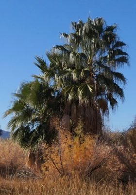 Washingtonia filibusta mag - 5 db/csomag