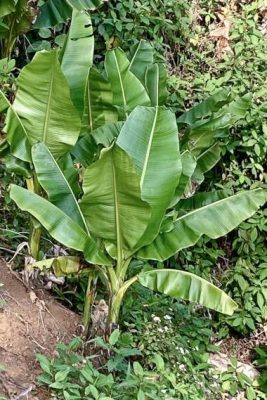 Musa sikkimensis 'Manipur Massive' mag - 5 db/csomag