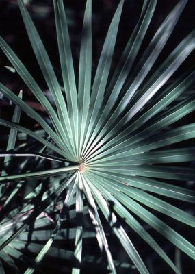 Serenoa repens 'Silver' mag - 5 db/csomag