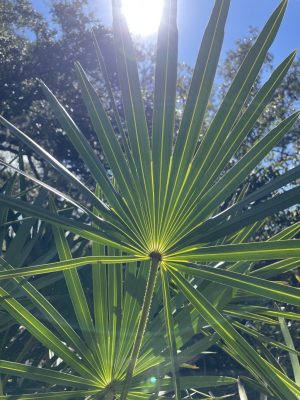 Serenoa repens mag - 5 db/csomag