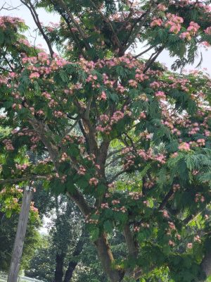 Albizia julibrissin 'Rosea' (Rózsaszín selyemakác) mag - 10 db/csomag
