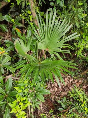 Trachycarpus fortunei mag - 10 db/csomag