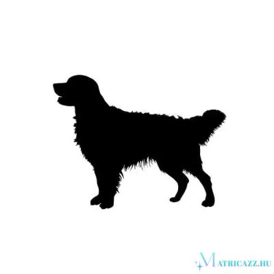 Golden retriever matrica 3