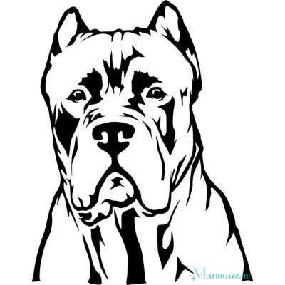 Cane corso matrica 7