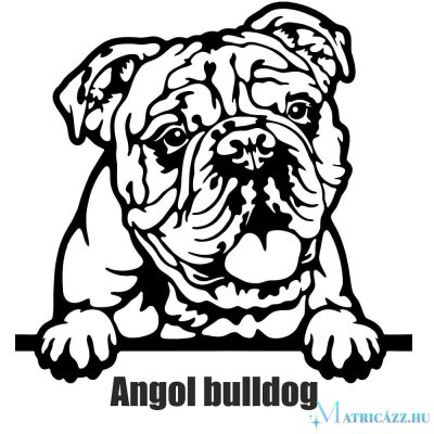Angol bulldog matrica 30 cm