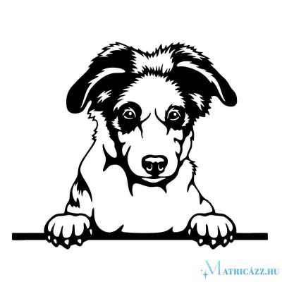 Ausztrál juhászkutya matrica 4