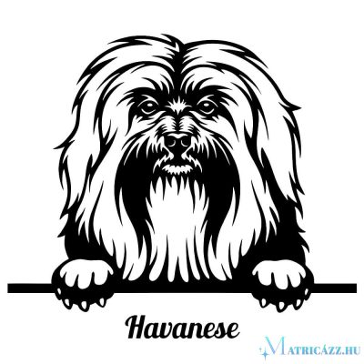 Bichon Havanese matrica 1