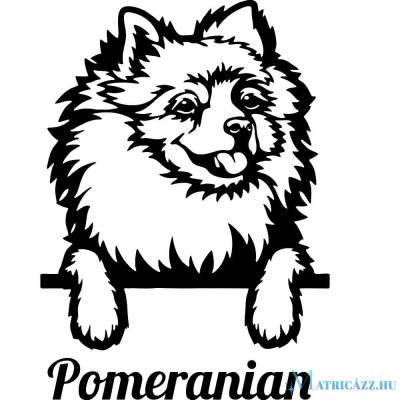 Pomerániai törpespicc matrica 3