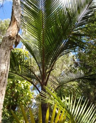 Kentiopsis pyriformis mag - 5 db/csomag