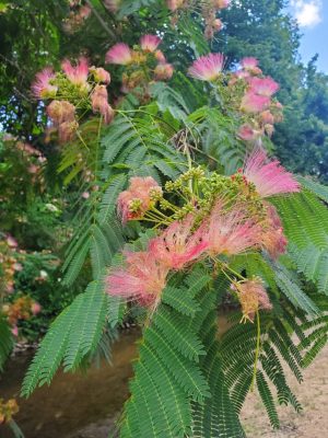 Albizia julibrissin (Perzsa selyemakác) mag - 10 db/csomag