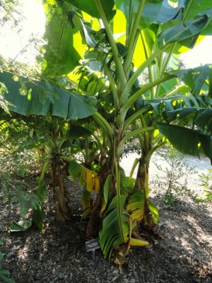 Musa sikkimensis mag - 10 db/csomag
